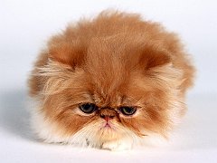 Vanessa, Persian Kitten